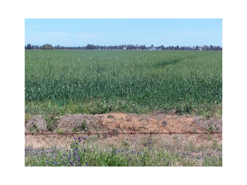 “Poorinda” Farm 544, Coleambally NSW 2707