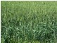 “Poorinda” Farm 544, Coleambally NSW 2707