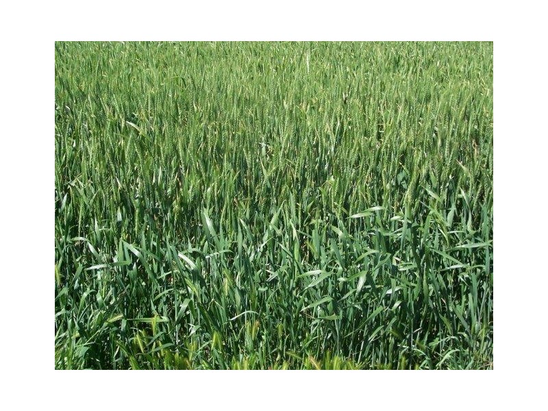 “Poorinda” Farm 544, Coleambally NSW 2707