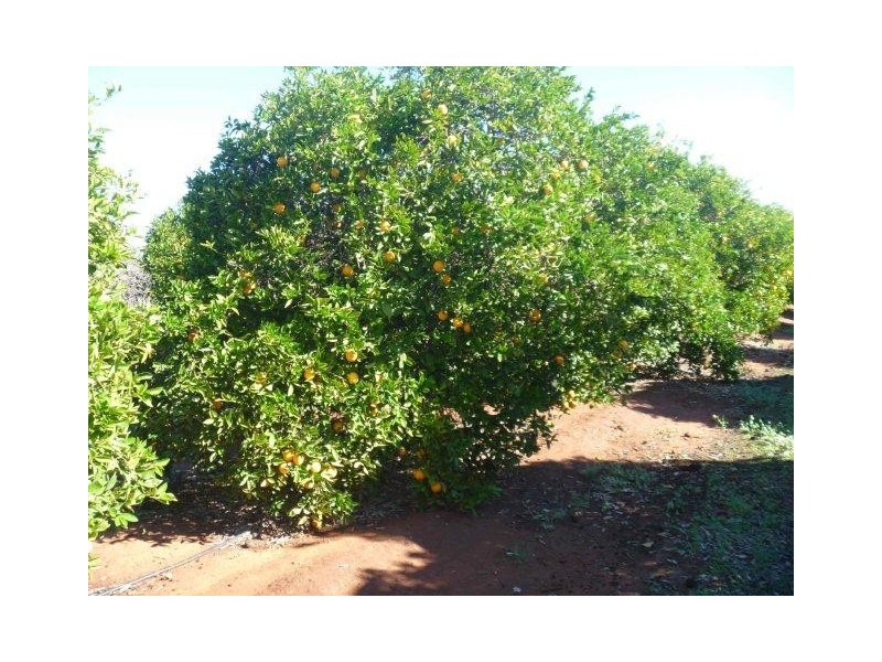 “Norwood” Monia Gap Road, Hillston NSW 2675