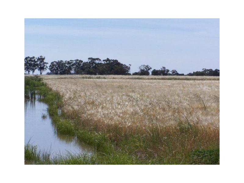 . Farm 558, Coleambally NSW 2707