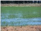 . Farm 558, Coleambally NSW 2707