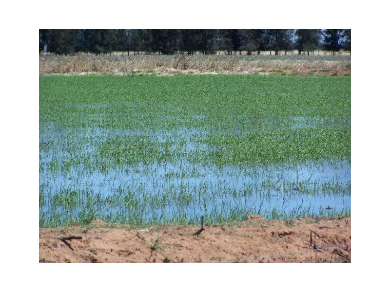 . Farm 558, Coleambally NSW 2707