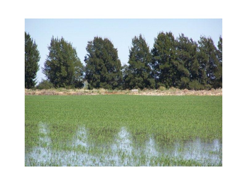 . Farm 558, Coleambally NSW 2707