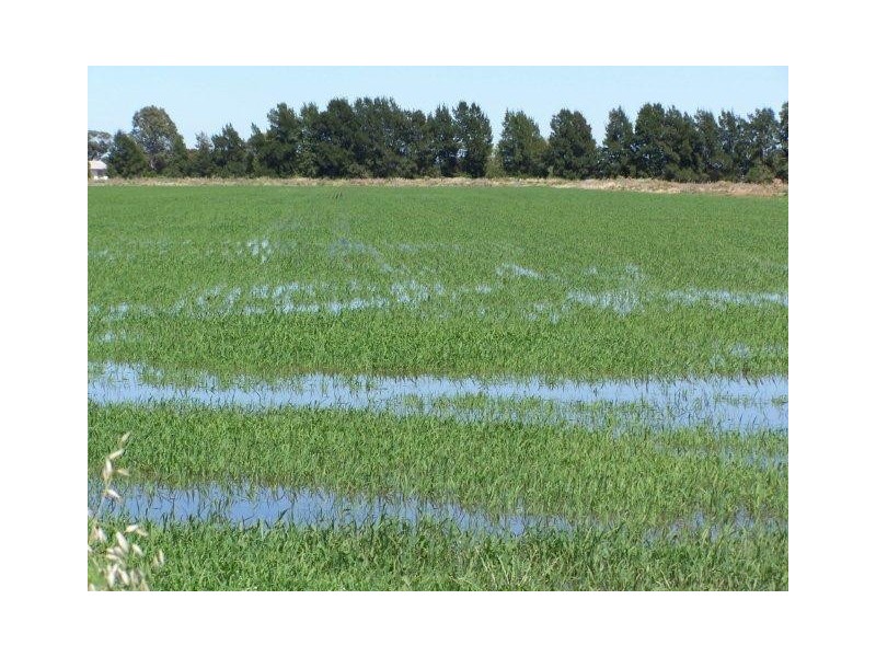 . Farm 558, Coleambally NSW 2707