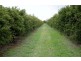 Farm 1306 Kidman Way, Tharbogang NSW 2680