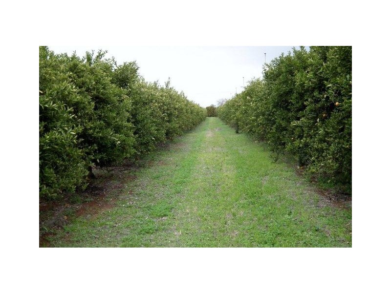 Farm 1306 Kidman Way, Tharbogang NSW 2680