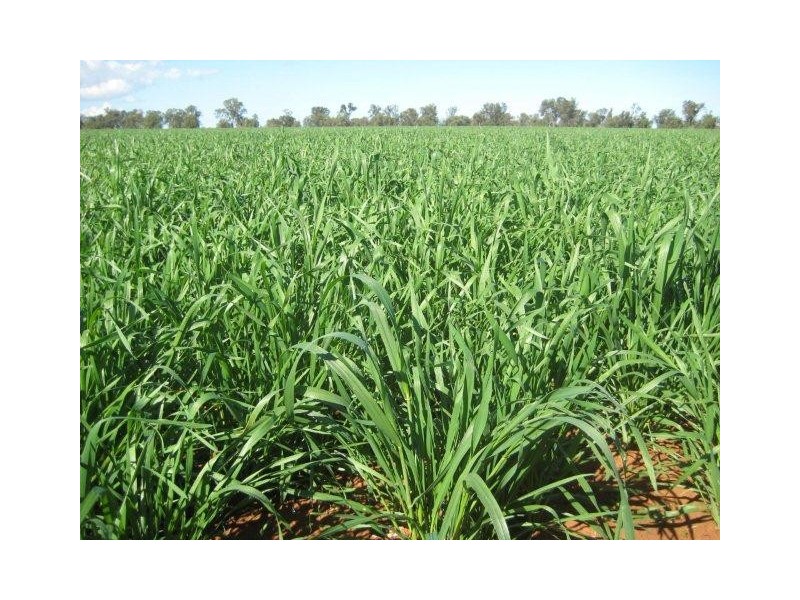. “Hynrange”, Tabbita NSW 2652