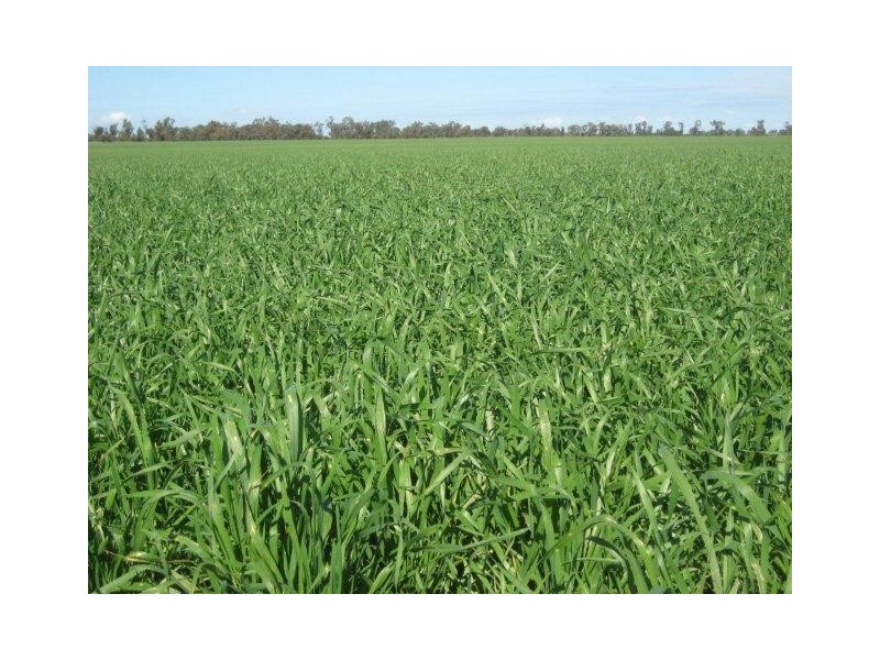 . “Hynrange”, Tabbita NSW 2652