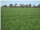 . “Hynrange”, Tabbita NSW 2652