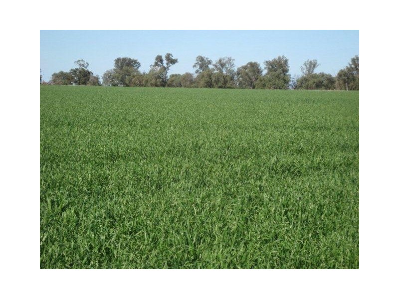 . “Hynrange”, Tabbita NSW 2652