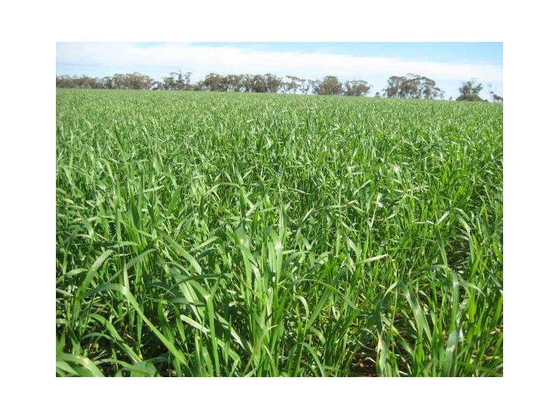 . “Hynrange”, Tabbita NSW 2652