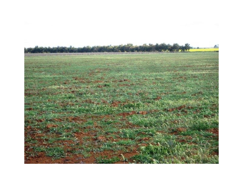 . Farm 1054C, Hanwood NSW 2680