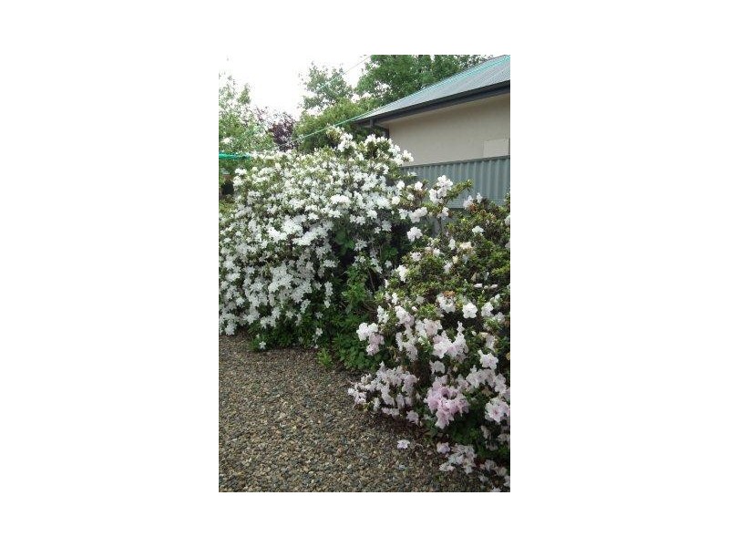 31 Curtin Street, Griffith NSW 2680