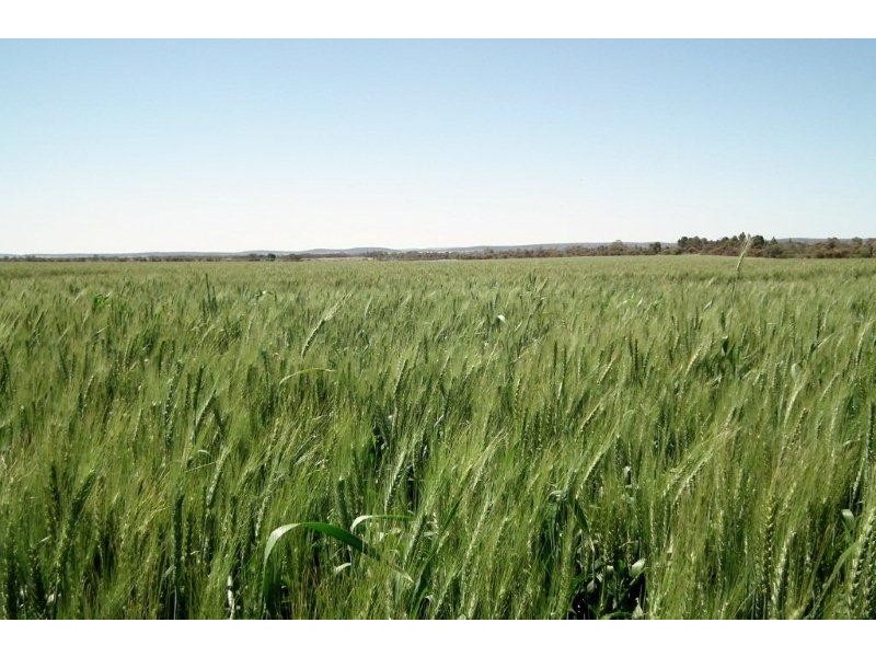 Farm 2368 West Road, Lake Wyangan NSW 2680