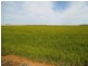 . Farm 565 and 567, Coleambally NSW 2707