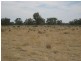 . “Brotherony” and “Everton”, Condobolin NSW 2877