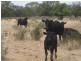 . “Brotherony” and “Everton”, Condobolin NSW 2877
