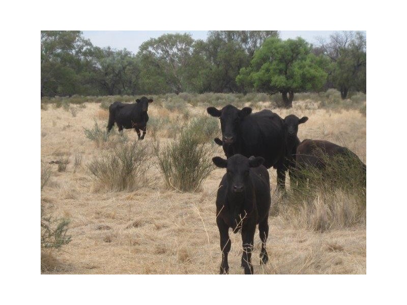 . “Brotherony” and “Everton”, Condobolin NSW 2877