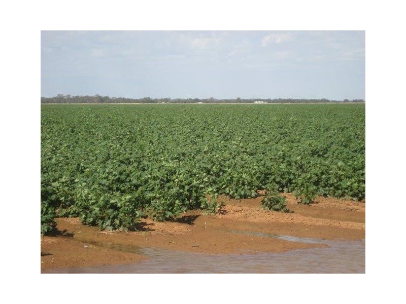 . “Quindalup”, Carrathool NSW 2711