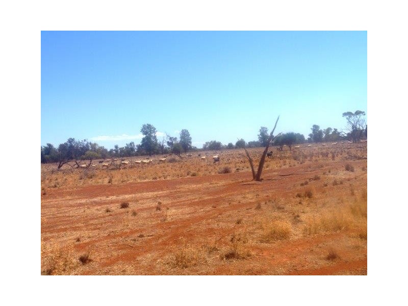 . “Taringo Downs”, Cobar NSW 2835