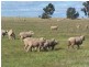 . “CHELSEA”, Morundah NSW 2700