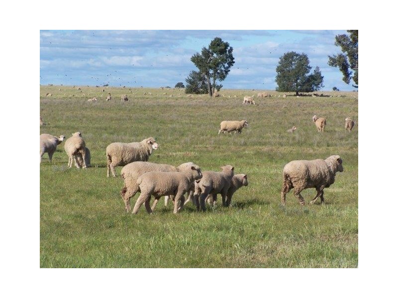 . “CHELSEA”, Morundah NSW 2700