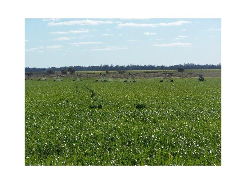 . “CHELSEA”, Morundah NSW 2700