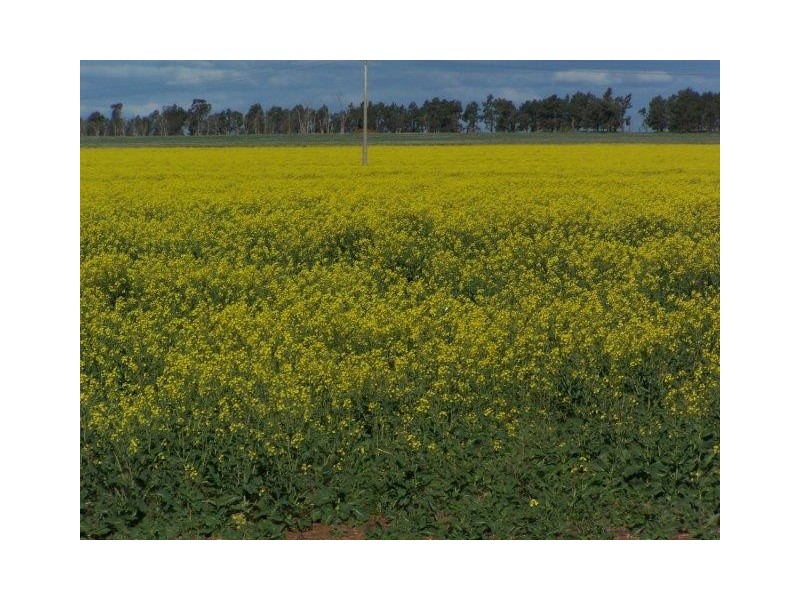 . “CHELSEA”, Morundah NSW 2700