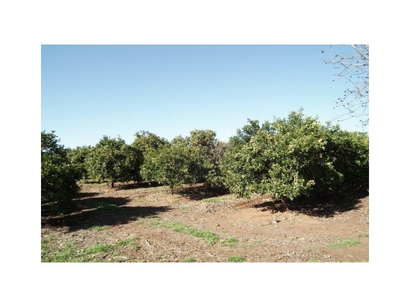 Lot 2/622 Dinicola Road, Yoogali NSW 2680