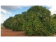 Farm 1751A Slopes Road, Tharbogang NSW 2680