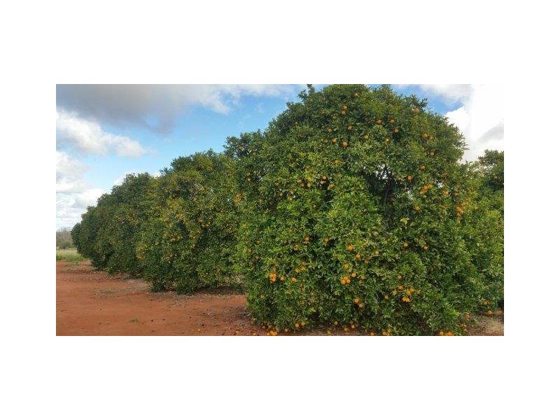 Farm 1751A Slopes Road, Tharbogang NSW 2680