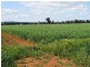 . “Mumbledool East” Willows Road, Moombooldool NSW 2665