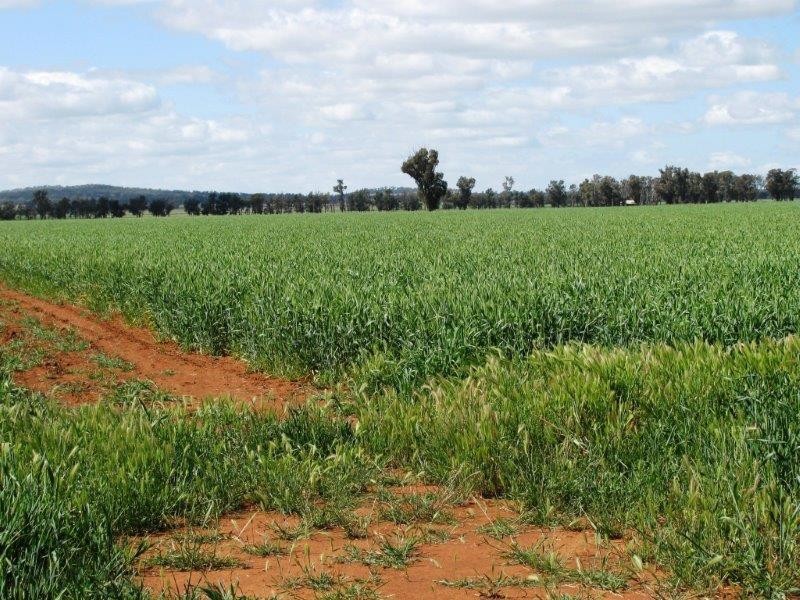 . “Mumbledool East” Willows Road, Moombooldool NSW 2665