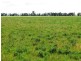 . “Mumbledool East” Willows Road, Moombooldool NSW 2665