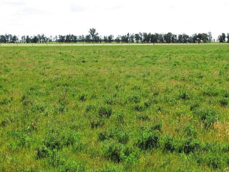 . “Mumbledool East” Willows Road, Moombooldool NSW 2665