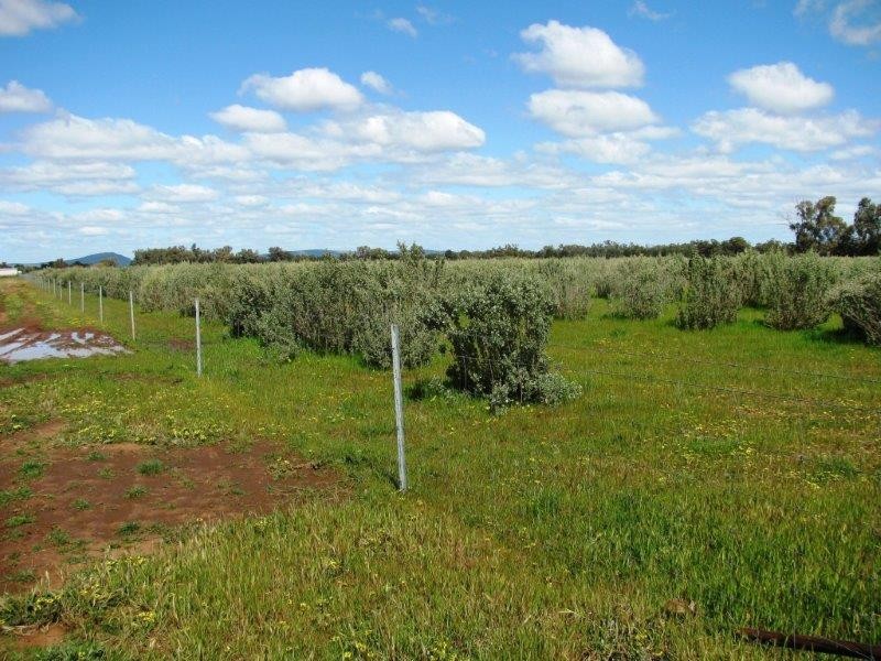 . “Mumbledool East” Willows Road, Moombooldool NSW 2665