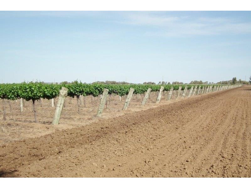 Farm 311A Prior Road, Bilbul NSW 2680