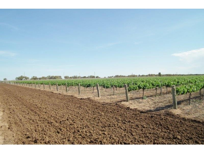 Farm 311A Prior Road, Bilbul NSW 2680