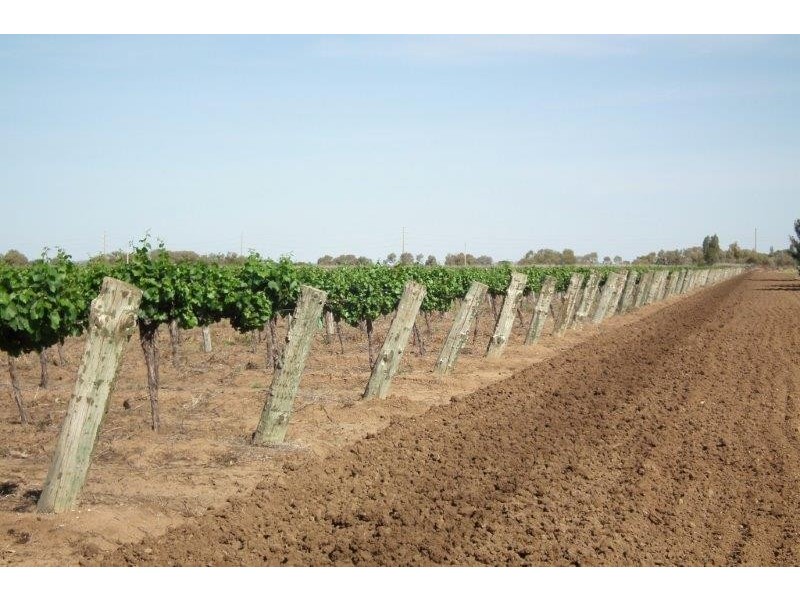 Farm 311A Prior Road, Bilbul NSW 2680