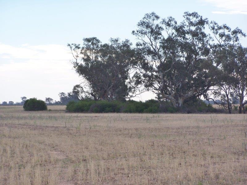 . “Woodland East”, Morundah NSW 2700