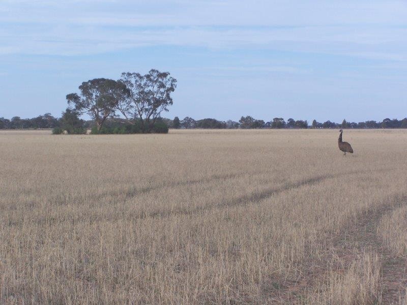 . “Woodland East”, Morundah NSW 2700