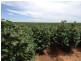 . “Rokeby”, Hay NSW 2711