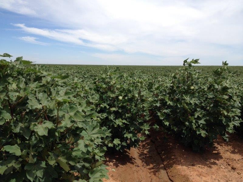 . “Rokeby”, Hay NSW 2711