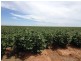 . “Rokeby”, Hay NSW 2711
