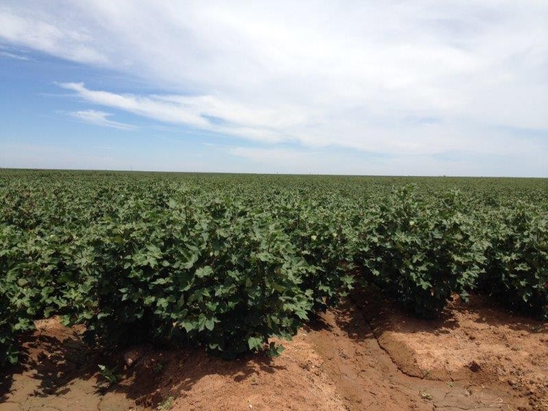 . “Rokeby”, Hay NSW 2711