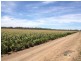 . “Rokeby”, Hay NSW 2711