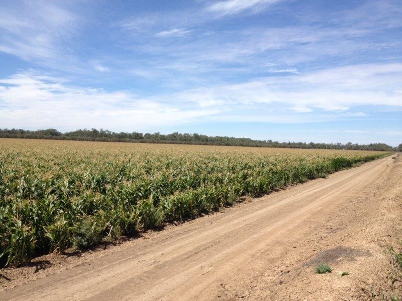 . “Rokeby”, Hay NSW 2711
