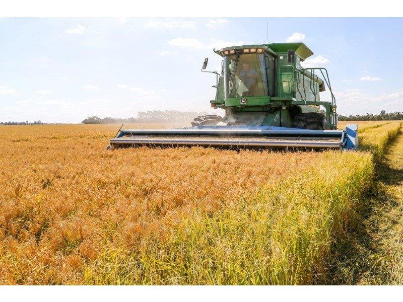 . “Boree Plain”, Benerembah NSW 2680