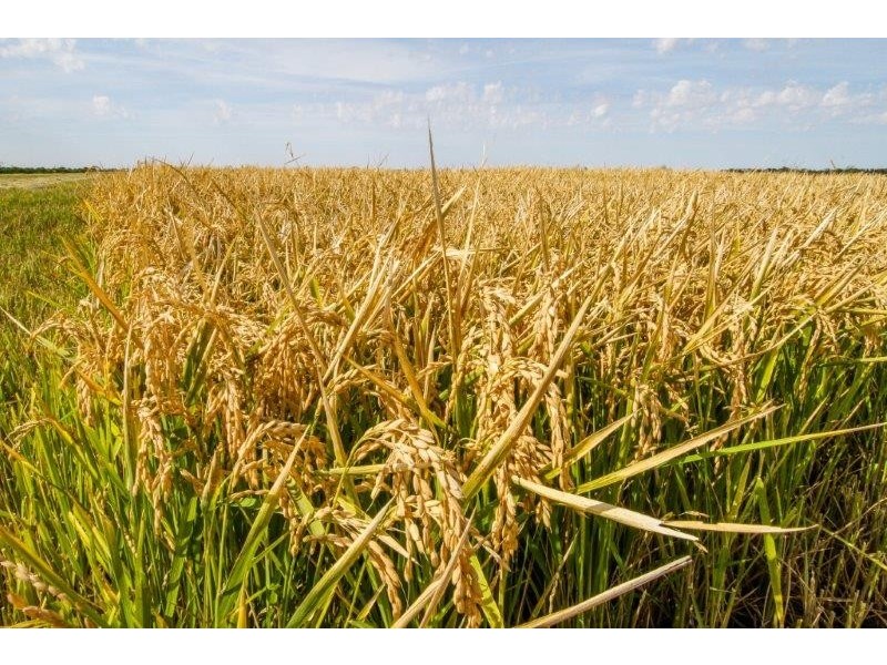 . “Boree Plain”, Benerembah NSW 2680